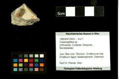 Foto (Objekt + Etiketten) von Cracensigillatus sp. 